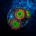 Candy Apple Pink Zoanthid Coral colony growth in reef aquarium
