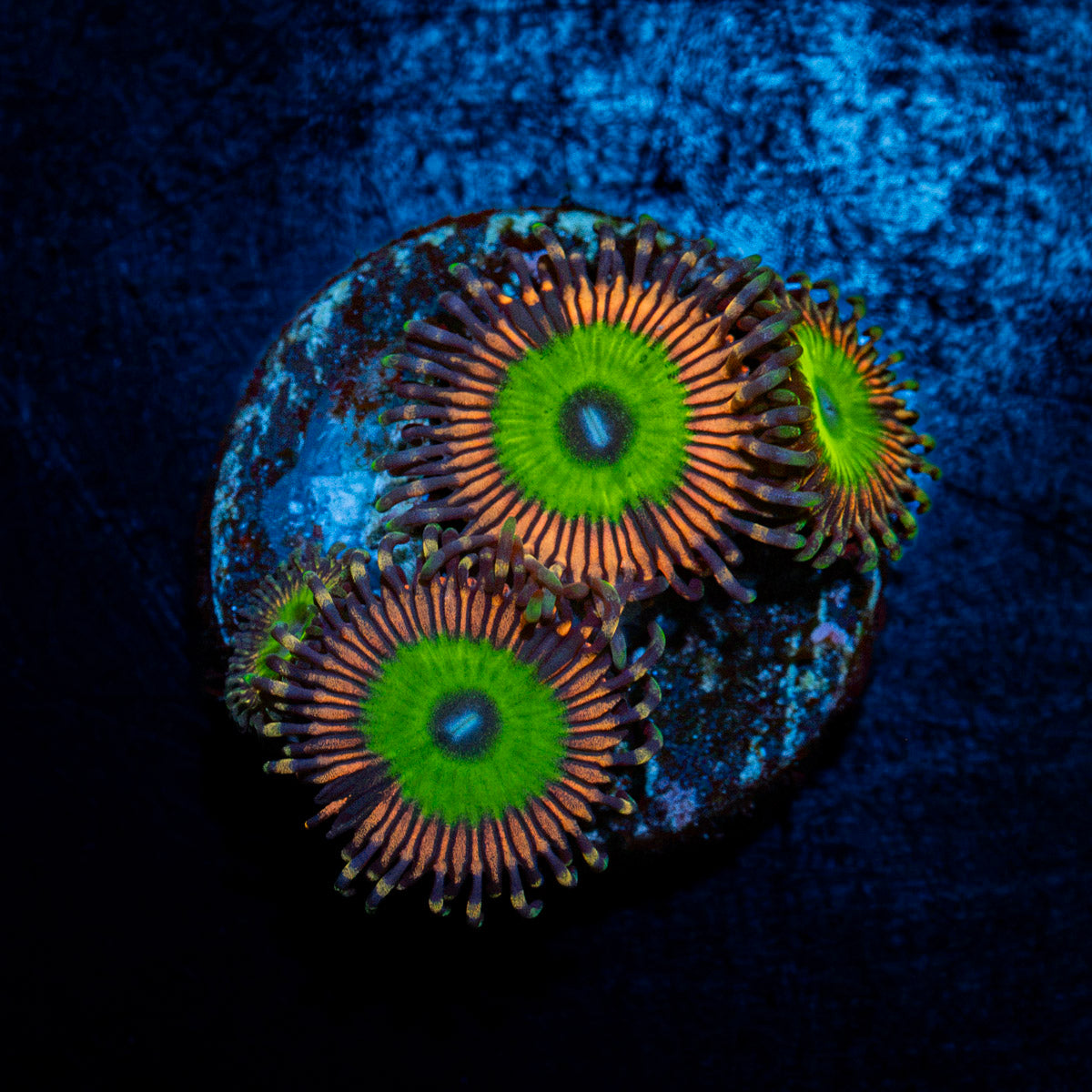 Candy Apple Pink Zoanthid Coral colony growth in reef aquarium