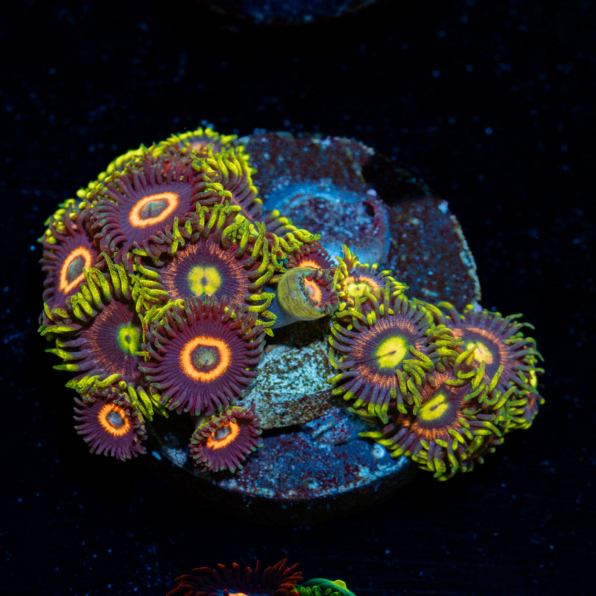 Zoanthid Combo Zoanthid Coral colony growth in reef aquarium
