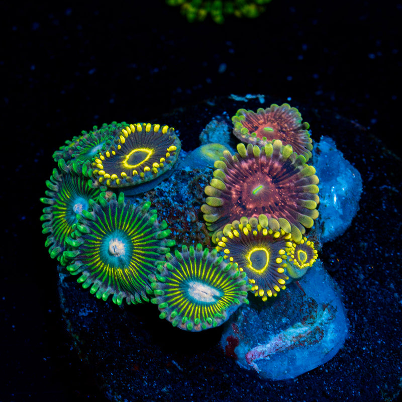 Zoanthid Combo Zoanthid Coral colony growth in reef aquarium