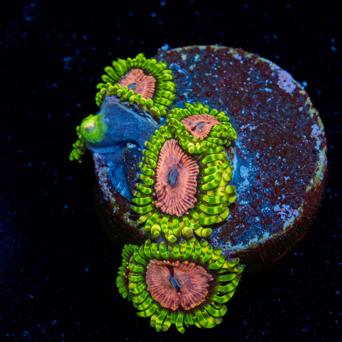 Purple Monsters Zoanthid Coral with colony growth in reef aquarium