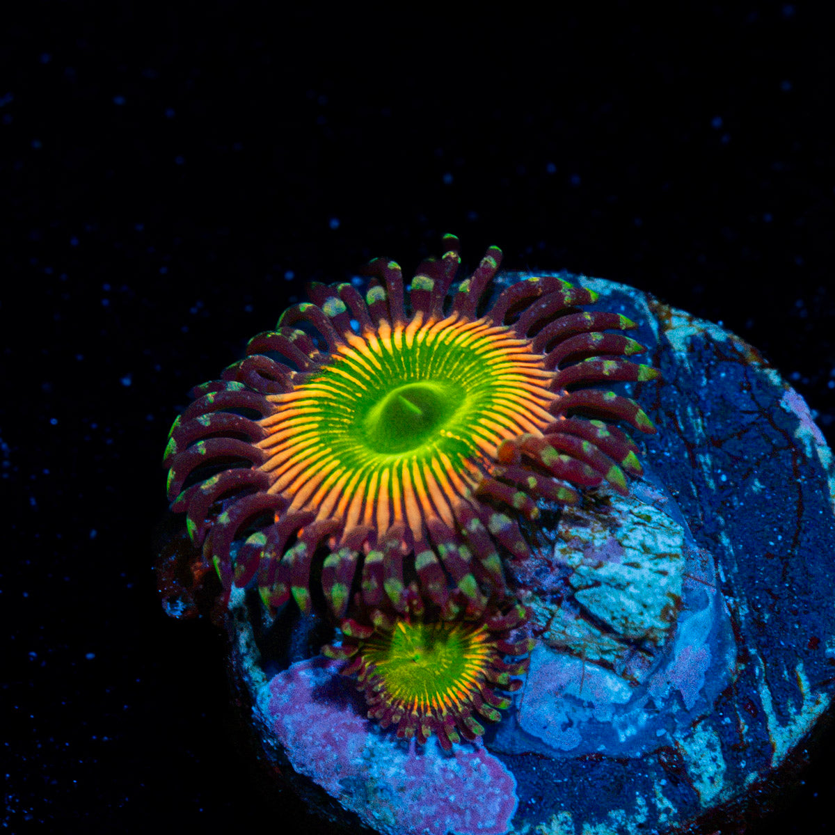 Peach Tea Zoanthid Coral with colony growth in reef aquarium