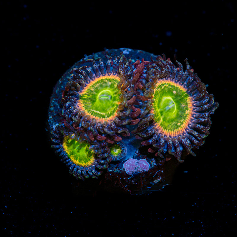 Tinker Bells Zoanthid Coral with colony growth in reef aquarium