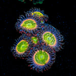 Tinker Bells Zoanthid Coral with colony growth in reef aquarium