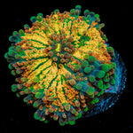 Sun Rise Yuma Mushroom Coral with mushroom disc in reef aquarium