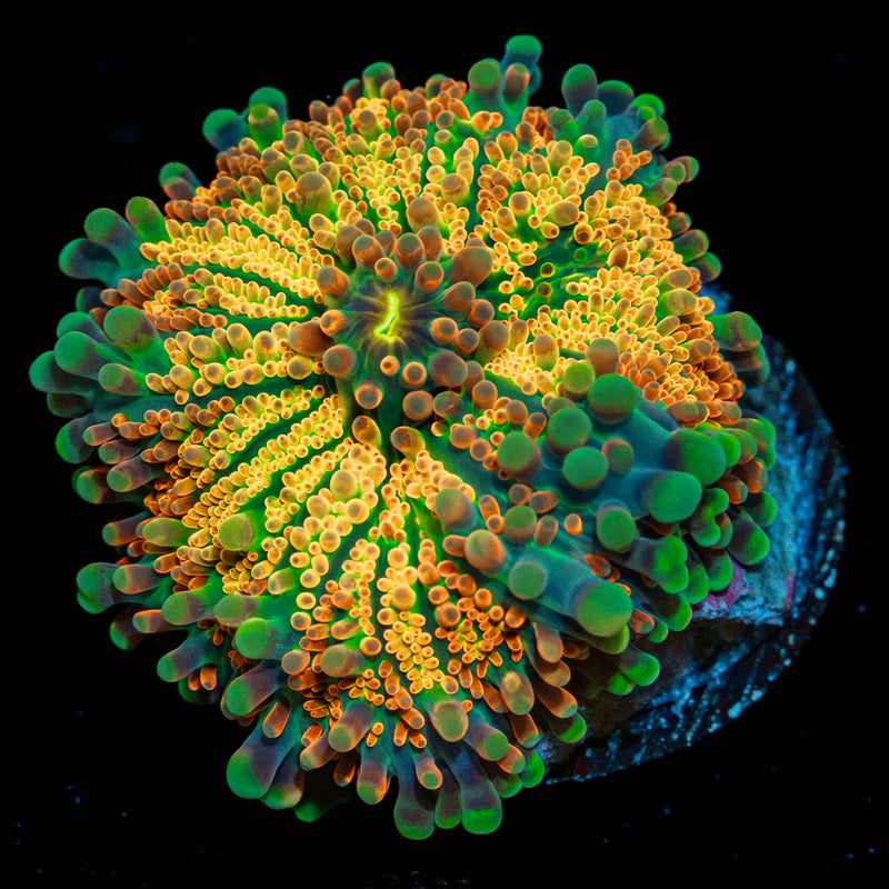 Sun Rise Yuma Mushroom Coral with mushroom disc in reef aquarium