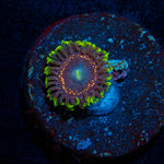 Psychosis Zoanthid coral colony growth in reef aquarium