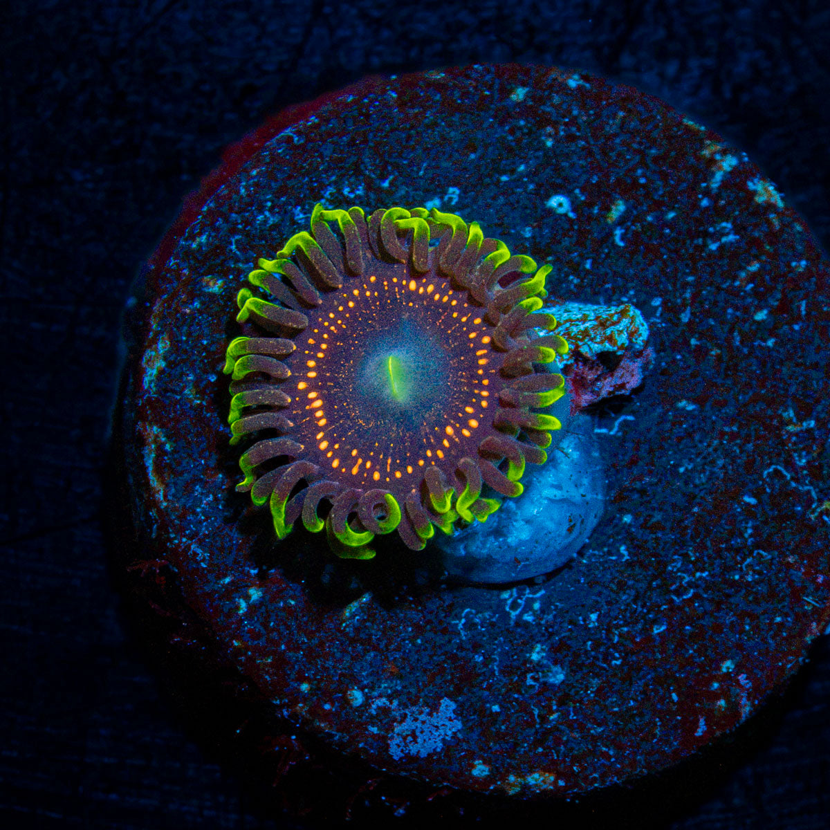 Psychosis Zoanthid coral colony growth in reef aquarium