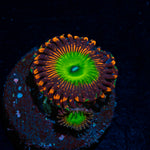 Candy Apple Red Zoanthid Coral colony growth in reef aquarium