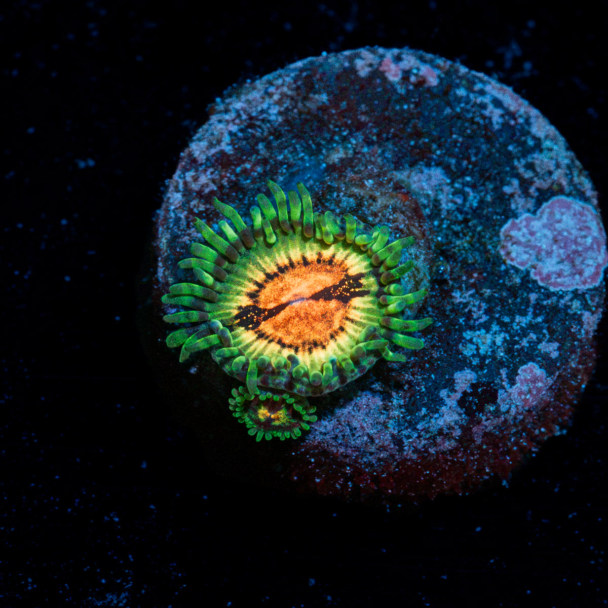 Blood Shots Zoanthid Coral colony growth in reef aquarium