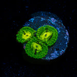Emerald Muals Zoanthid Coral colony growth in reef aquarium