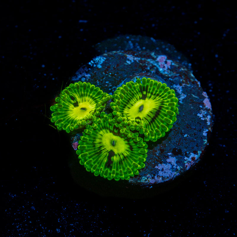 Emerald Muals Zoanthid Coral colony growth in reef aquarium