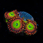 Candy Apple Red Zoanthid Coral colony growth in reef aquarium