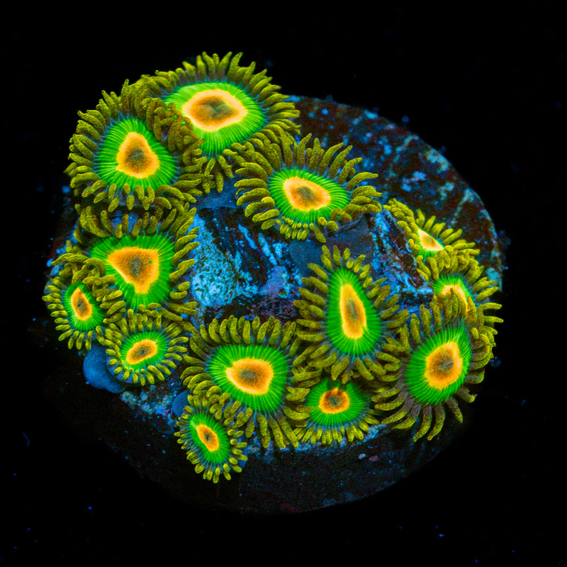 Rasta Zoanthid Coral colony growth in reef aquarium