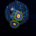 Blue Jays Zoanthid Coral colony growth in reef aquarium