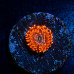Utter Chaos Zoanthid Coral colony growth in reef aquarium