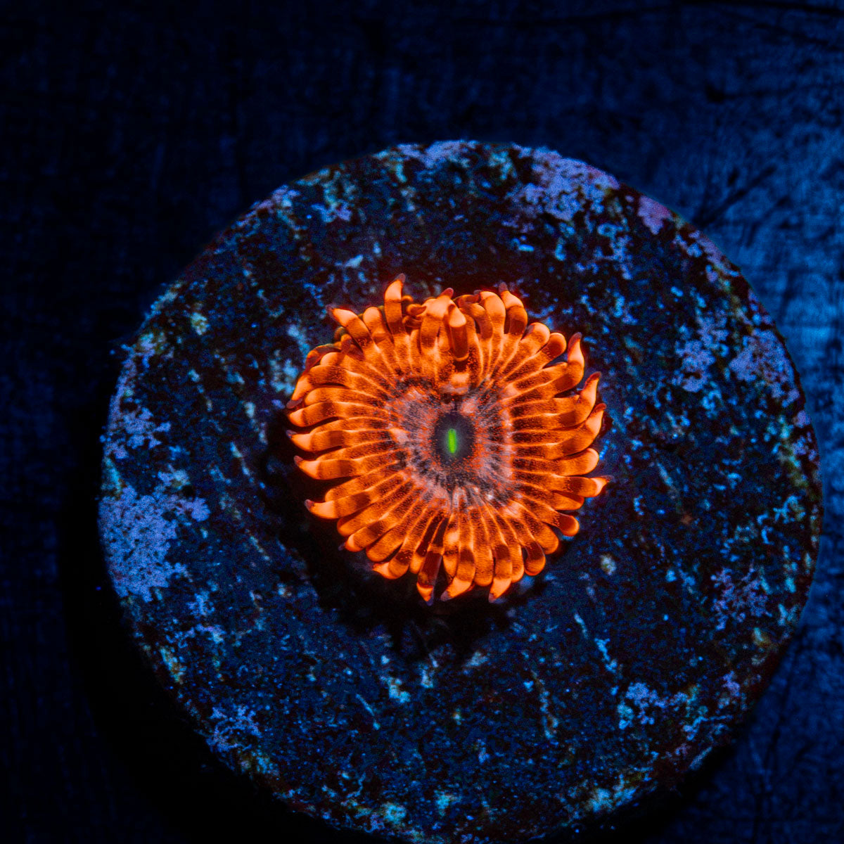 Utter Chaos Zoanthid Coral colony growth in reef aquarium
