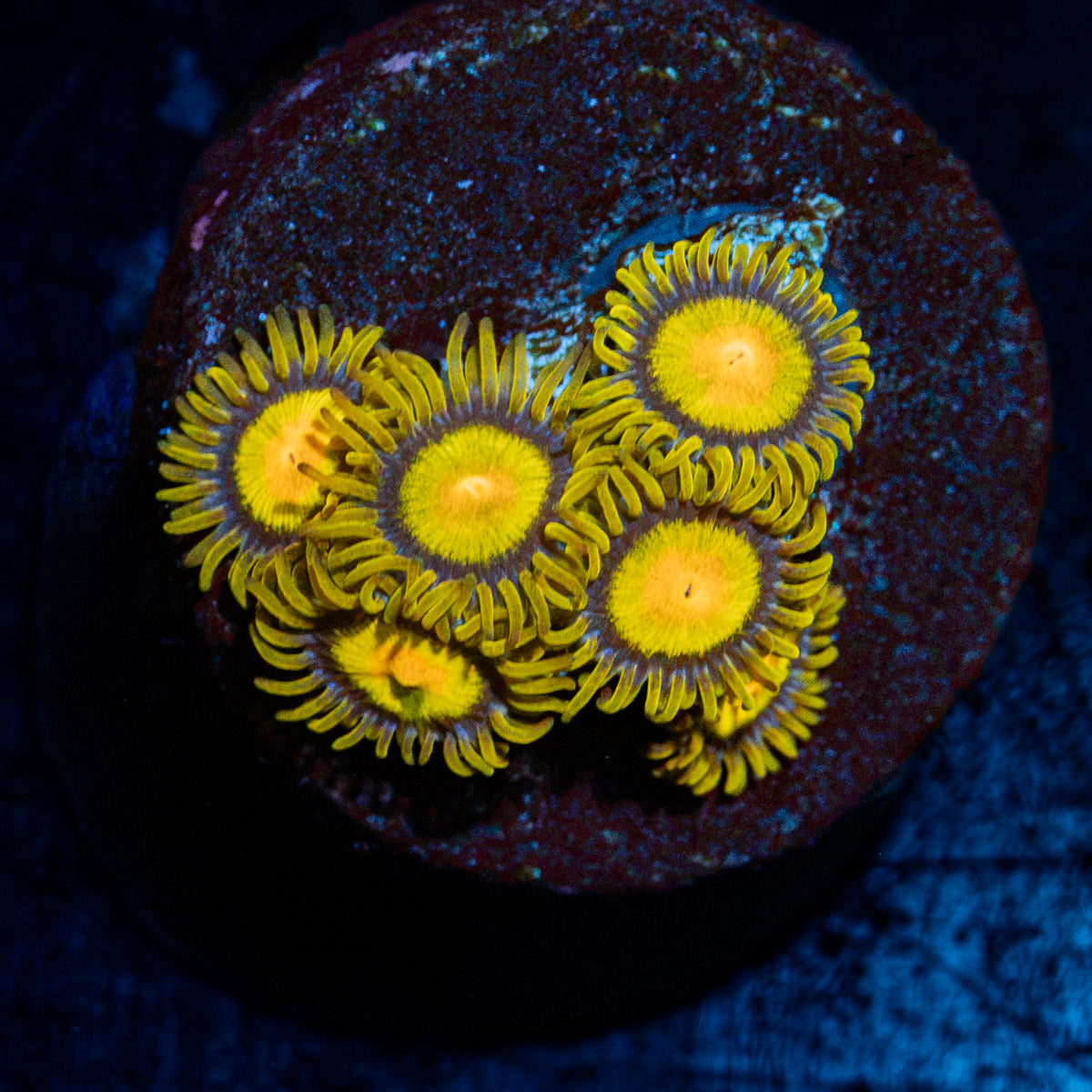 King Midas Zoanthid Coral colony growth in reef aquarium