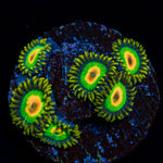 Rasta Zoanthid Coral with colony growth in reef aquarium