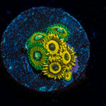 LA Lakers Zoanthid colony growth in reef aquarium with vibrant colors