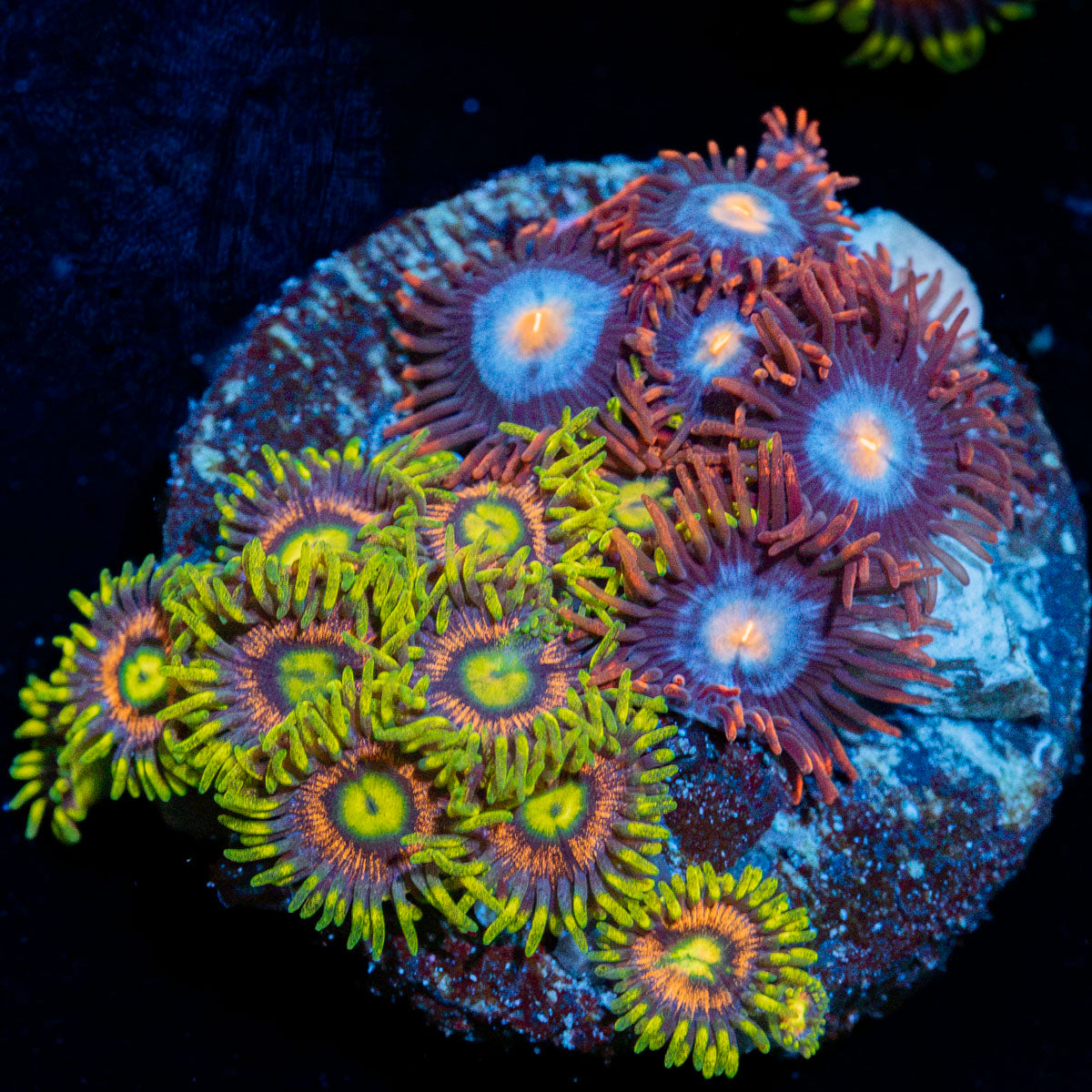 Zoanthid Combo Coral with colony growth in reef aquarium