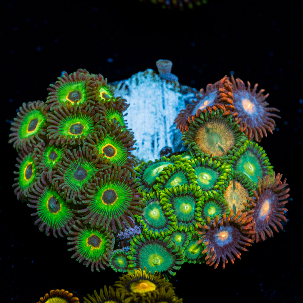 Zoanthid Combo Coral with colony growth in reef aquarium