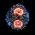 Valkyries Zoanthid Coral with colony growth in reef aquarium