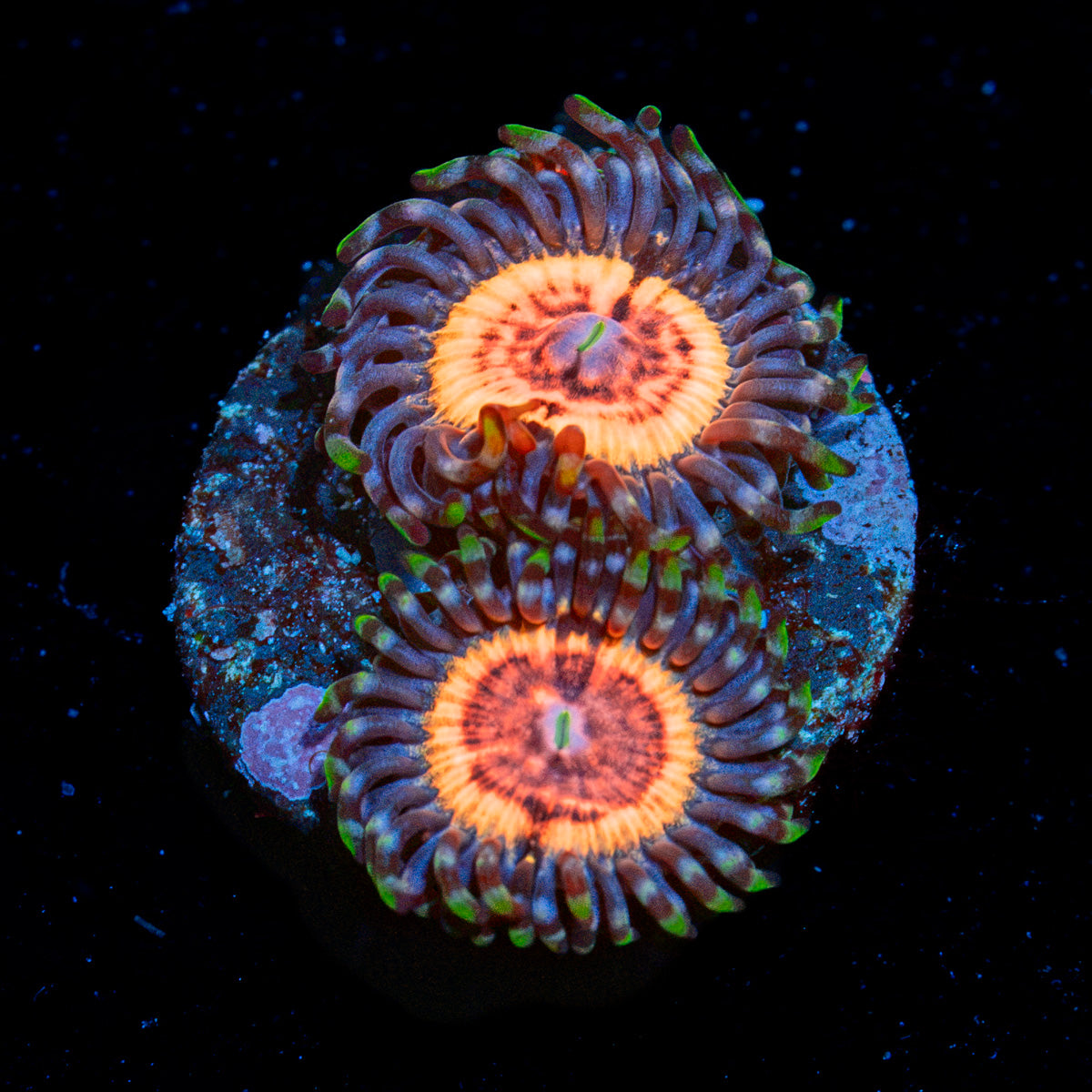 Valkyries Zoanthid Coral with colony growth in reef aquarium