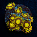 King Midas Zoanthid Coral with colony growth in reef aquarium
