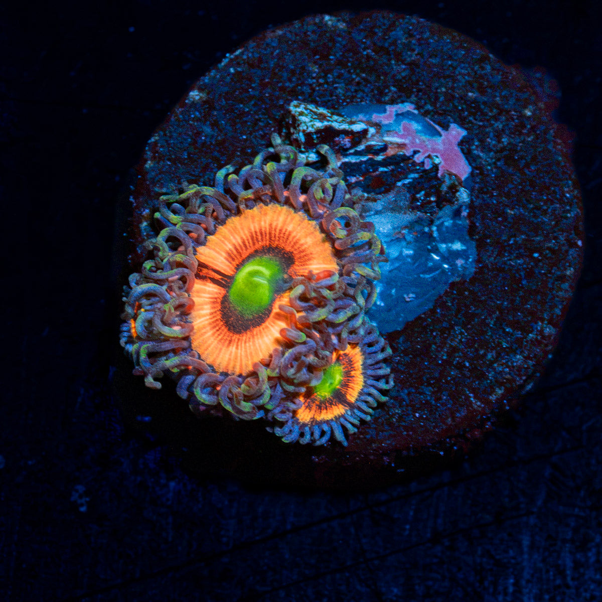 Bimbo Zoanthid coral colony growth in reef aquarium