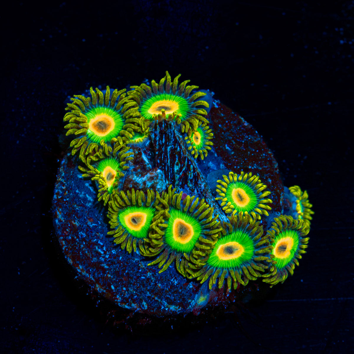 Rasta Zoanthid Coral with colony growth in reef aquarium