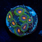 Blue Jay Zoanthid Coral colony growth in reef aquarium environment