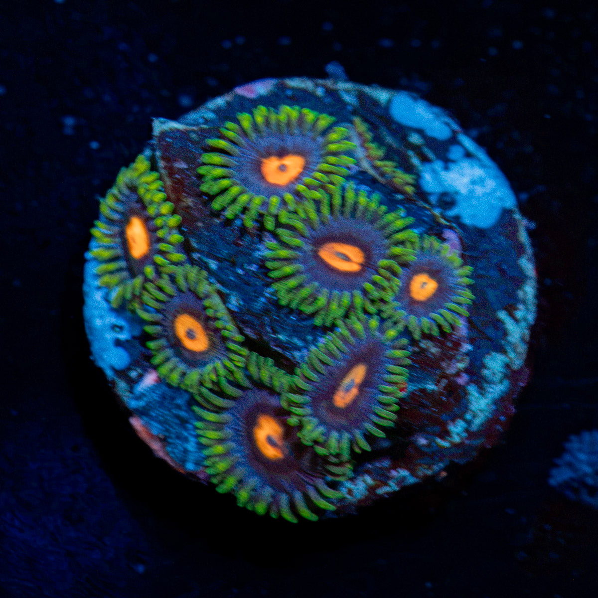 Blue Jay Zoanthid Coral colony growth in reef aquarium environment