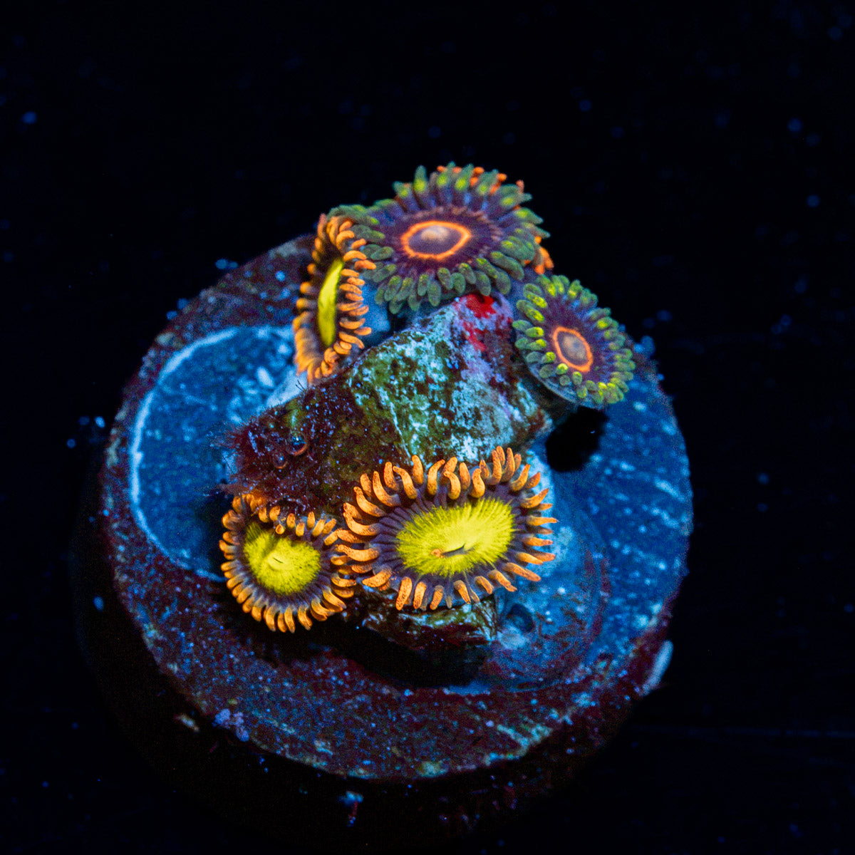 Zoanthid Combo Coral colony growth in reef aquarium
