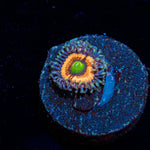 Bimbo Zoanthid coral colony growth in reef aquarium environment