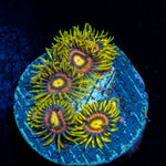 Kamikaze Zoanthid Coral colony growth in reef aquarium