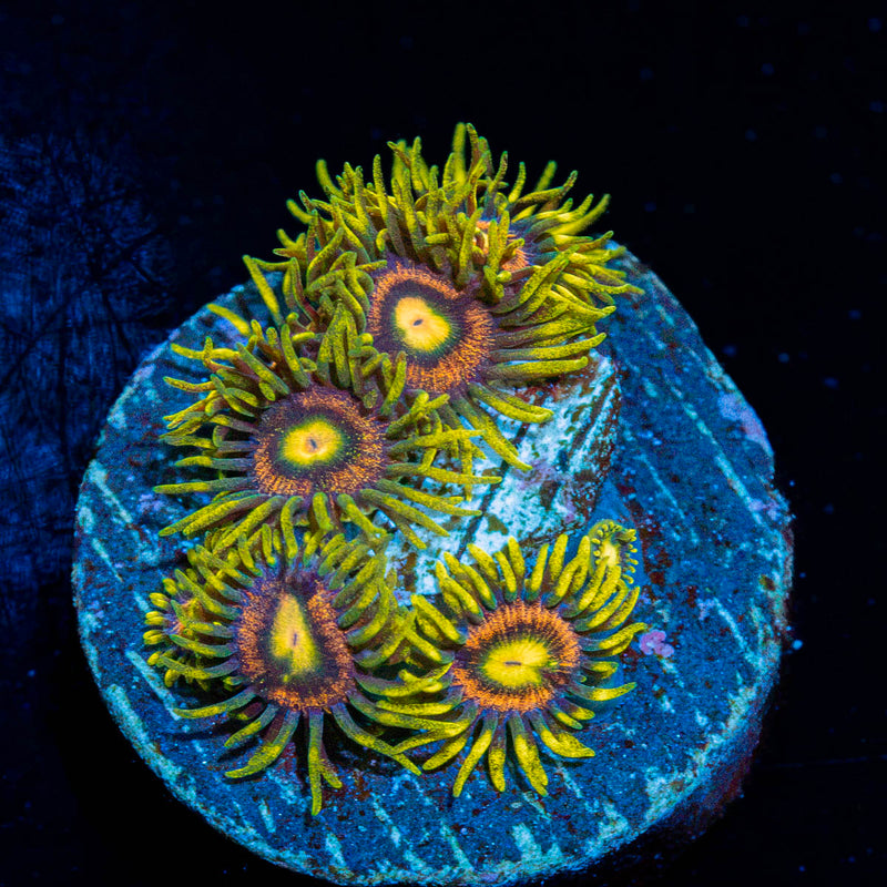 Kamikaze Zoanthid Coral colony growth in reef aquarium