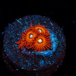 Charmander Zoanthid Coral with colony growth in reef aquarium