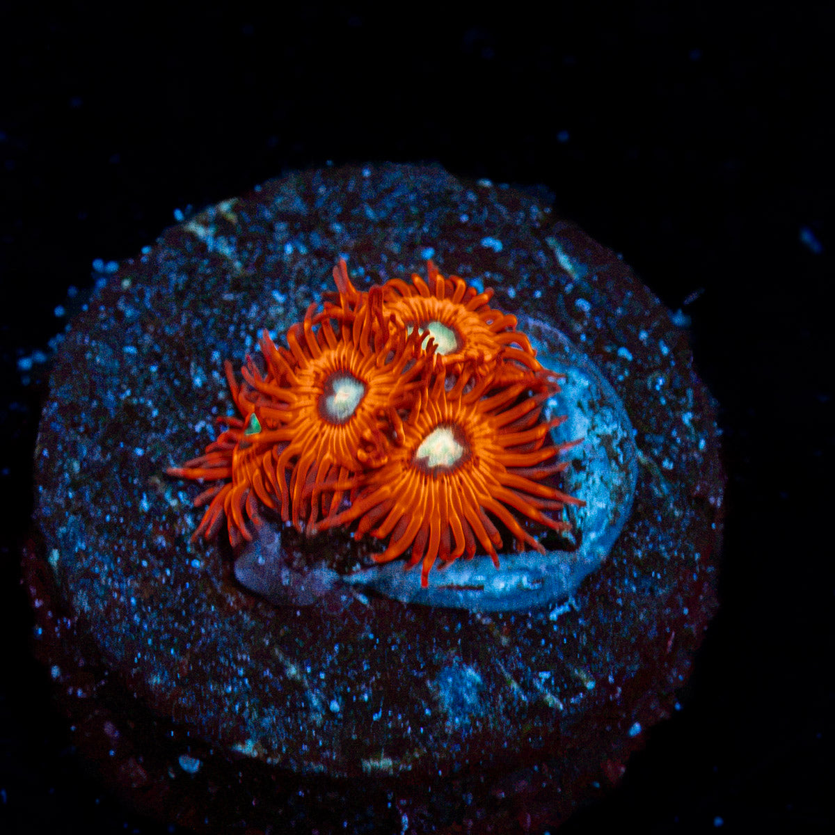 Charmander Zoanthid Coral with colony growth in reef aquarium