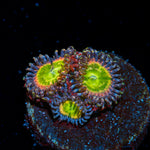 Tinker Bells Zoanthid colony growth in reef aquarium