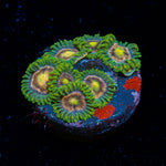 Laser Lemon Zoanthid Coral colony growth in reef aquarium environment