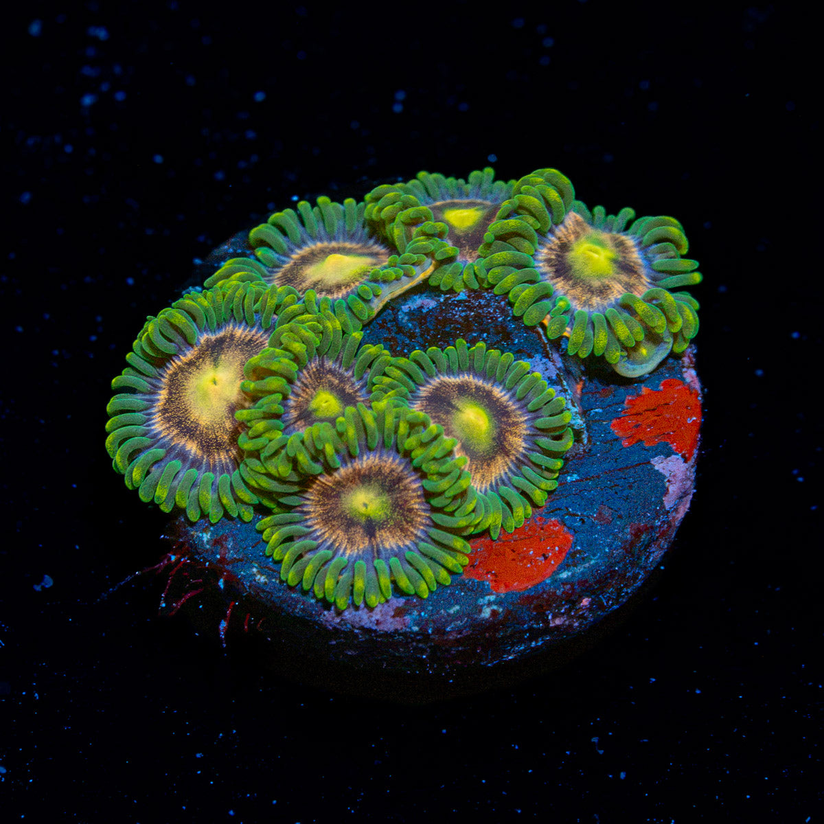 Laser Lemon Zoanthid Coral colony growth in reef aquarium environment