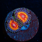 Valkyries Zoanthid Coral colony growth in reef aquarium