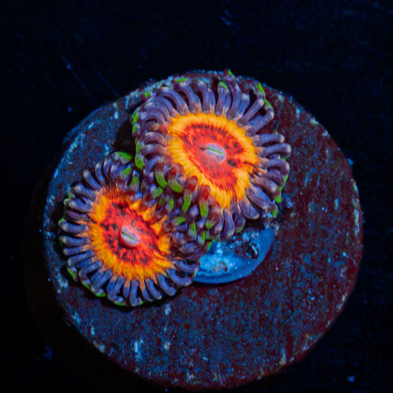 Valkyries Zoanthid Coral colony growth in reef aquarium