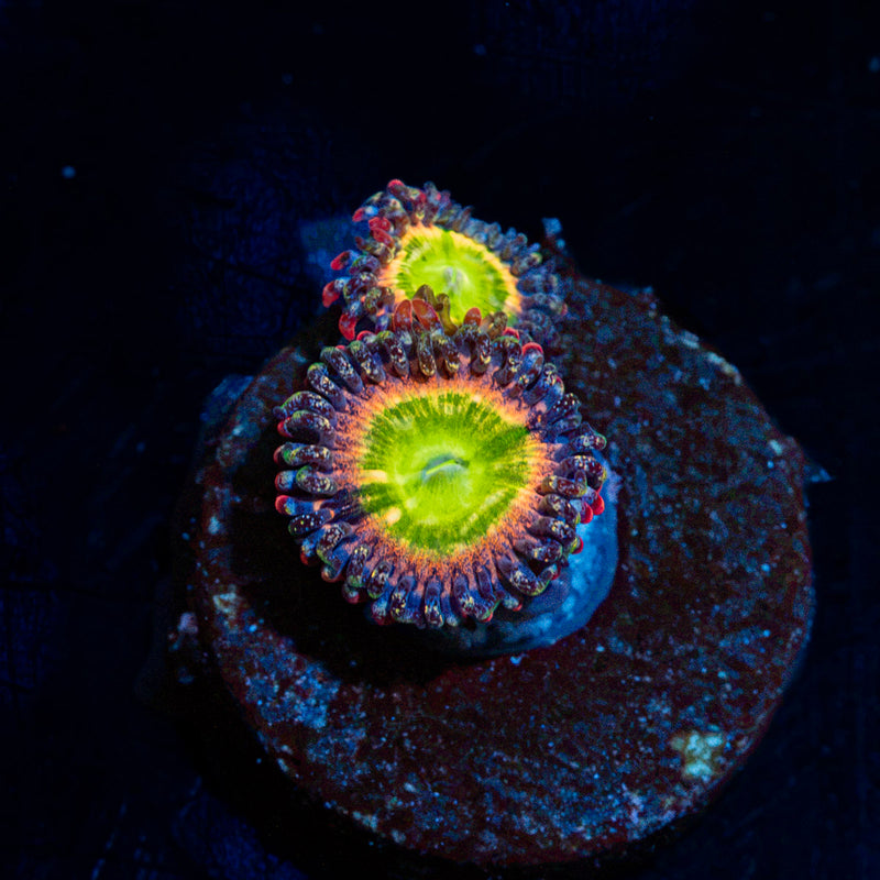Tinker Bells Zoanthid Coral colony growth in reef aquarium