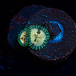 Milky Way Zoanthid Coral colony growth in reef aquarium