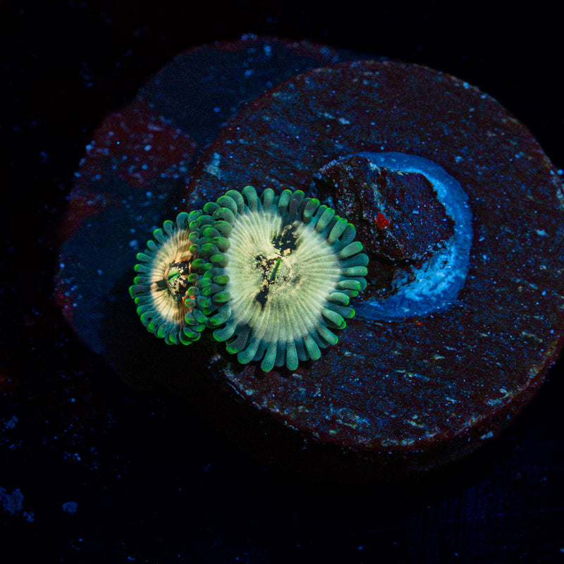 Milky Way Zoanthid Coral colony growth in reef aquarium