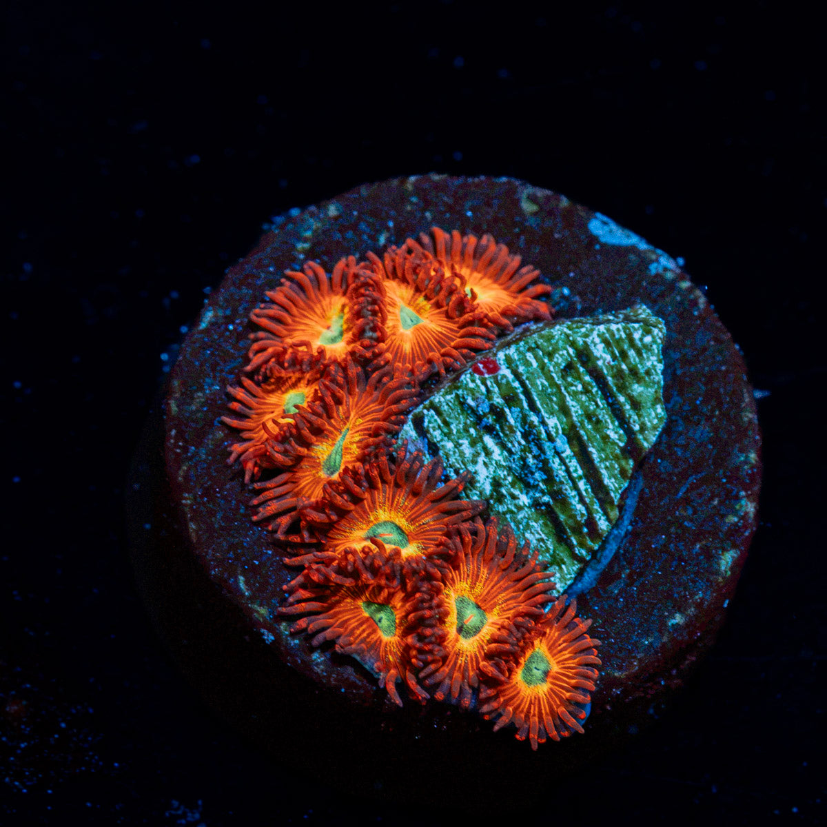 Charmander Zoanthid Coral with colony growth in reef aquarium