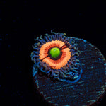 Bimbo Zoanthid coral colony growth in reef aquarium