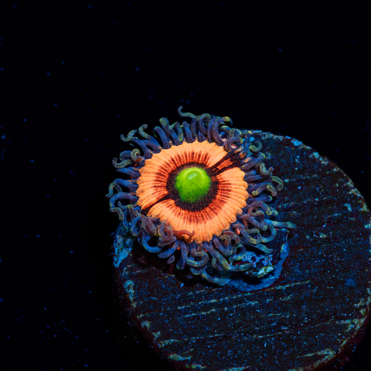 Bimbo Zoanthid coral colony growth in reef aquarium